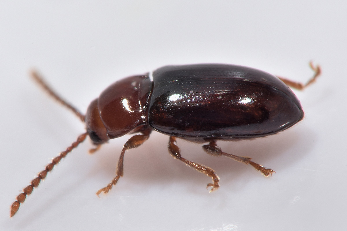 Chrysomelidae? S, Alticini, Orestia kraatzi